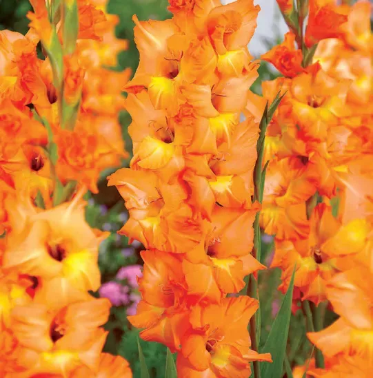 Brent & Becky's Bulbs Olympic Flame Gladiolus Bulbs