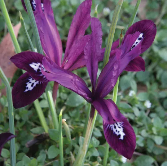Brent & Becky's Bulbs Iris reticulata Pauline Dwarf Iris