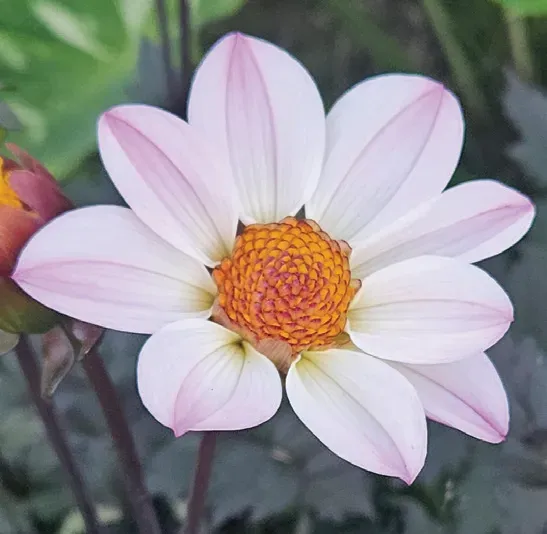Brent & Becky's Bulbs Happy Single Princess Dahlia Tuber
