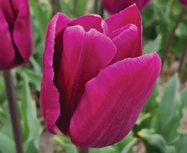 Brent & Becky's Bulbs Bullit Triumph Tulip Bulbs