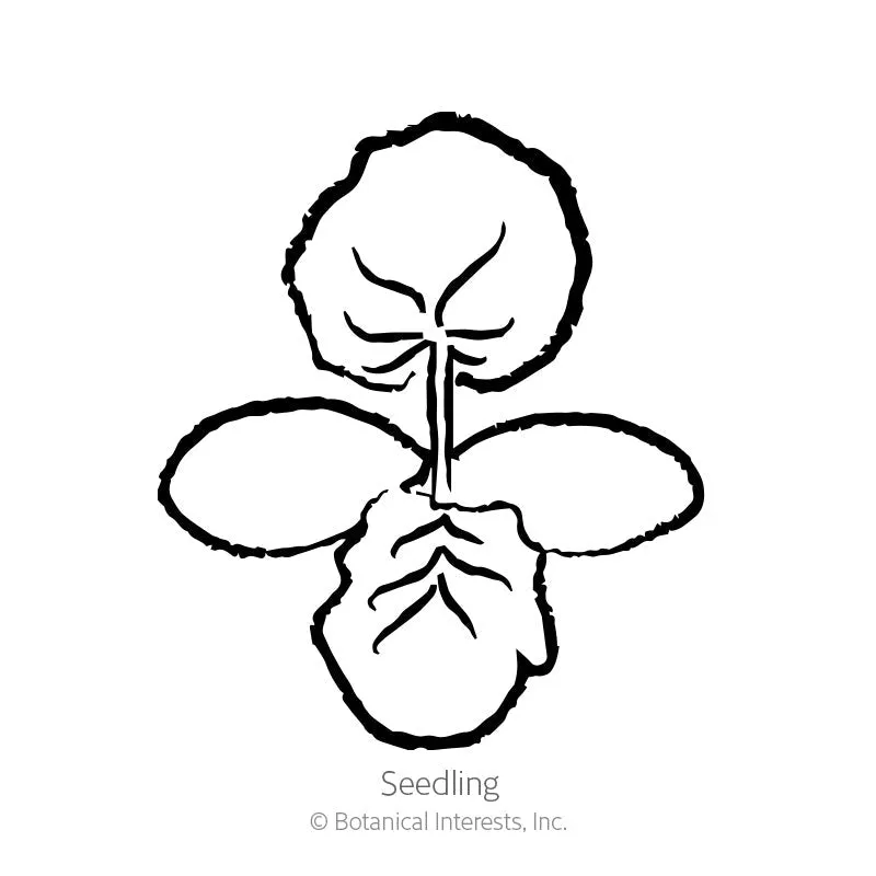 Epic Gardening Honeynut Winter Squash Seeds Organic