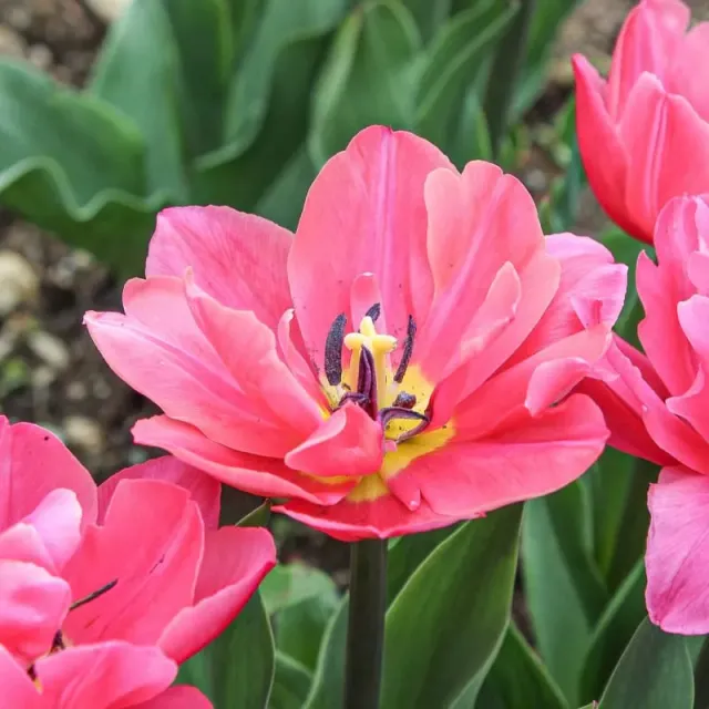Pinetree Garden Seeds Sunset Tropical Tulip Bulbs 10 Bulbs Double