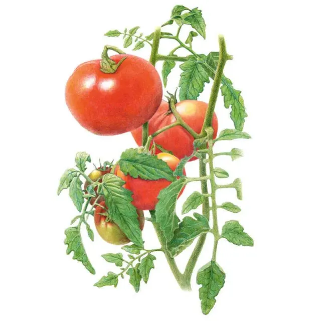 Epic Gardening Moskvich Pole Tomato Seeds Organic Early