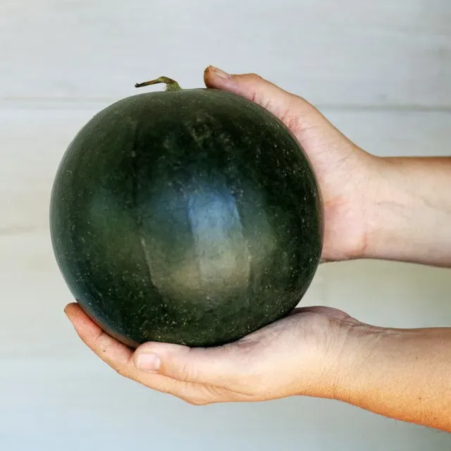 Pinetree Garden Seeds Blacktail Mountain Watermelon Seeds 20 Seeds