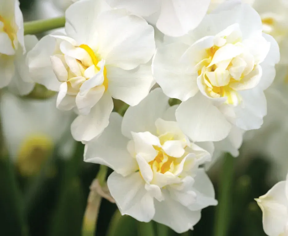 Brent & Becky's Bulbs Narcissus Cheerfulness Daffodil Bulbs