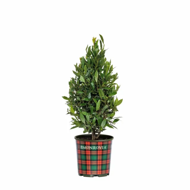 Epic Gardening Little Ragu Sweet Bay Live Plant