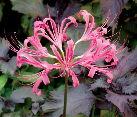 Brent & Becky's Bulbs Nerine bowdenii Bulbs 12/14 cm
