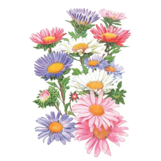 Epic Gardening China Aster Blend Aster Flower Seeds