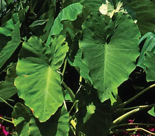 Brent & Becky's Bulbs Coco Colocasia Tropical Plant Elephant Ear