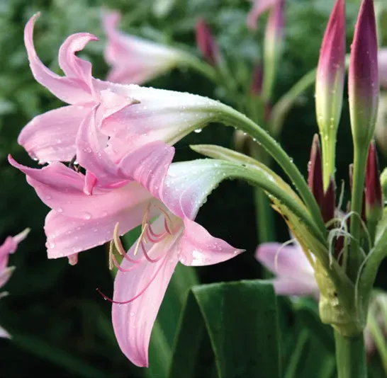 Brent & Becky's Bulbs Powellii Crinum Lily Bulb Fragrant