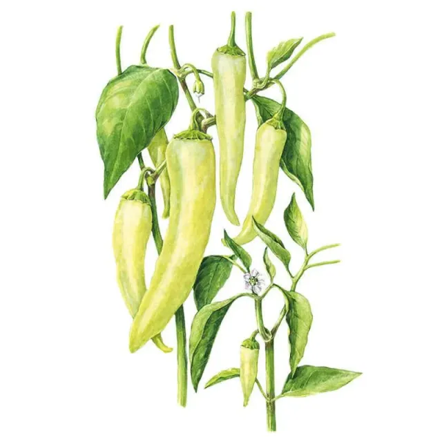 Epic Gardening Sweet Banana Pepper Seeds Organic Heirloom