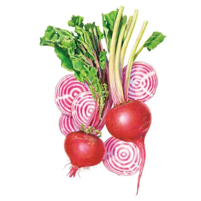 Epic Gardening Chioggia Beet Seeds Italian Heirloom