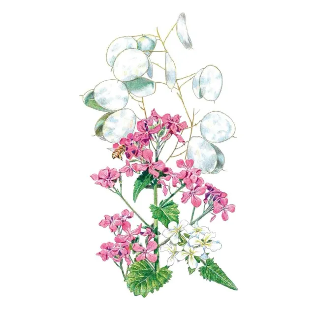Epic Gardening Honesty Money Plant Flower Seeds Biennial