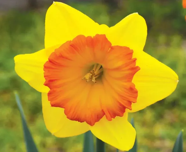 Brent & Becky's Bulbs Narcissus Pride of Lions Daffodil Bulbs