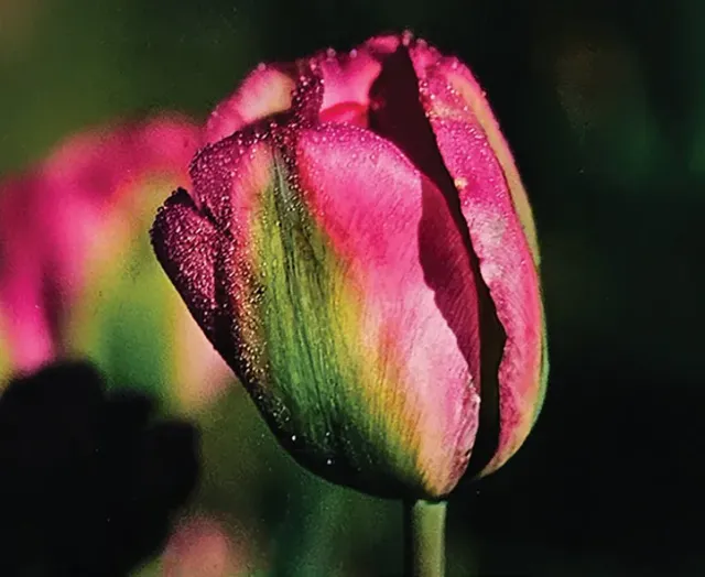 Brent & Becky's Bulbs Greenland viridiflora tulip bulb
