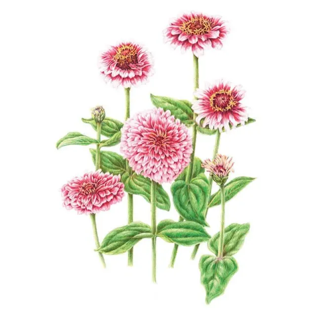 Epic Gardening Mazurkia Zinnia Flower Seeds Pink White
