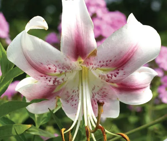Brent & Becky's Bulbs Anastasia O/T Lily Bulbs 15-18 cm Giant