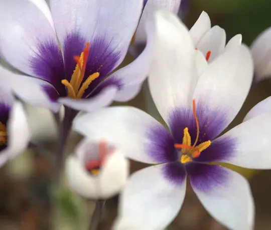 Brent & Becky's Bulbs Crocus mathewii Fall Crocus Bulbs