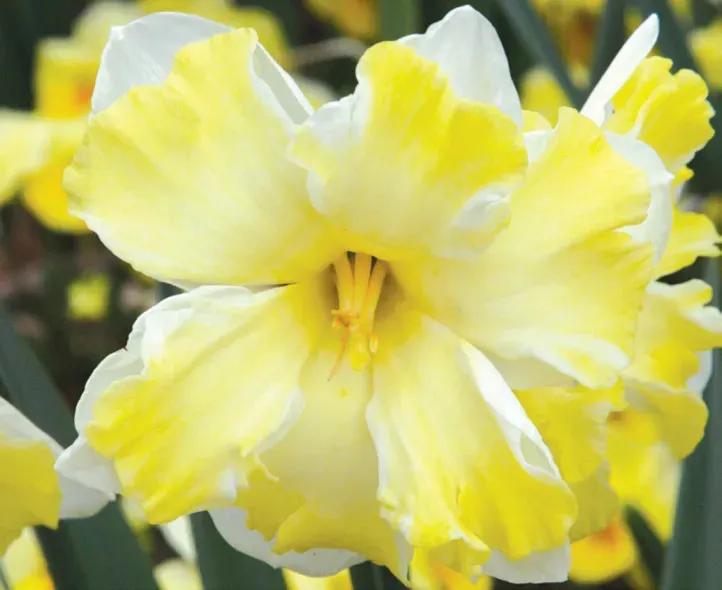 Brent & Becky's Bulbs Cassata Daffodil Bulbs 14/16cm Split Cup