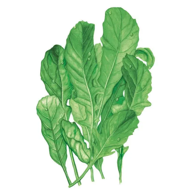 Epic Gardening Astro Arugula Rocket Vegetable Seeds Organic