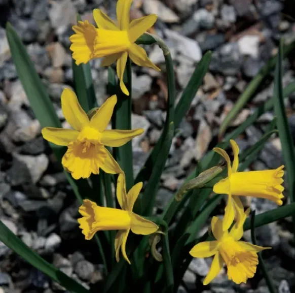 Brent & Becky's Bulbs Narcissus Small Talk Miniature Daffodil