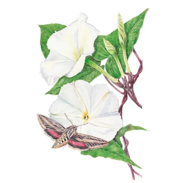 Epic Gardening Moonflower Heirloom Flower Seeds Vine