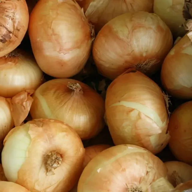 Pinetree Garden Seeds Texas Supersweet (1015-Y) Onion Plants 55-65
