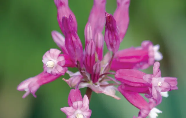 Brent & Becky's Bulbs Dichelostemma Pink Diamond Bulb