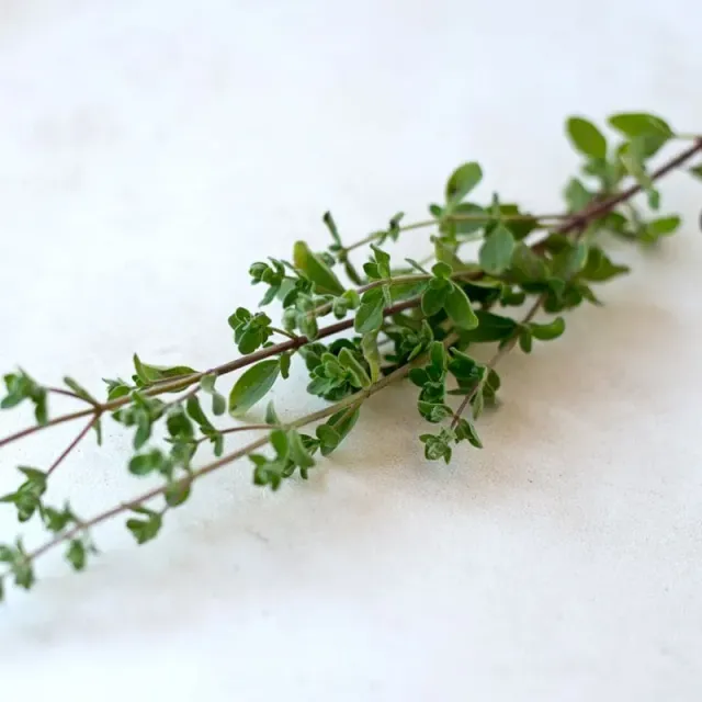 Pinetree Common Thyme Herb Seeds 100 Seeds Culinary Perennial