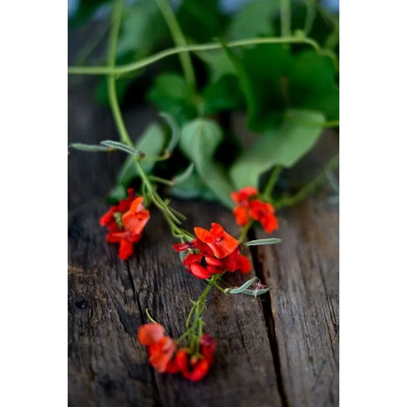 Pinetree Garden Seeds Scarlet Runner Bean Seeds 25 Seeds Heirloom