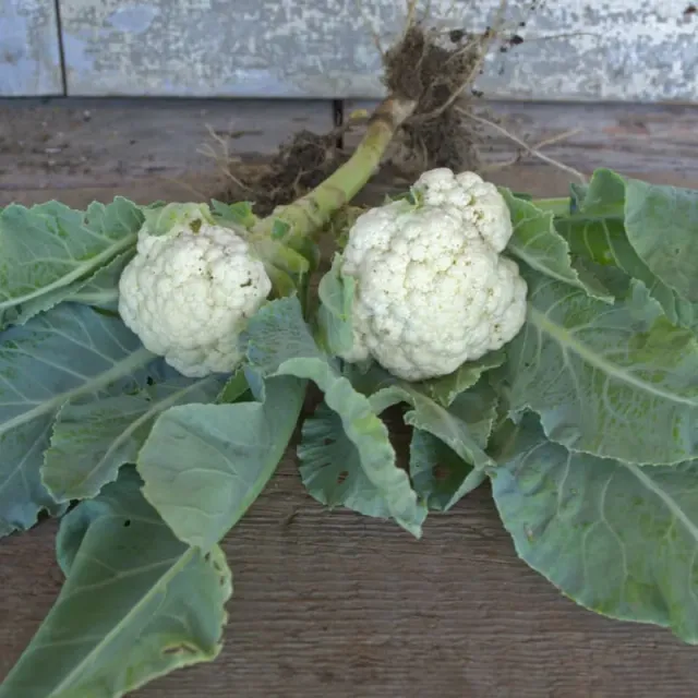 Pinetree Garden Seeds Baby Cauliflower Seeds 30 Seeds F1 Hybrid