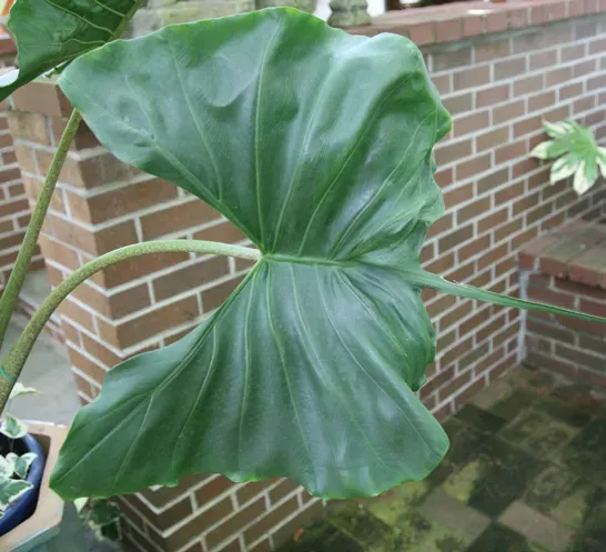 Brent & Becky's Bulbs Alocasia Stingray Live Plant 4-Inch Pot