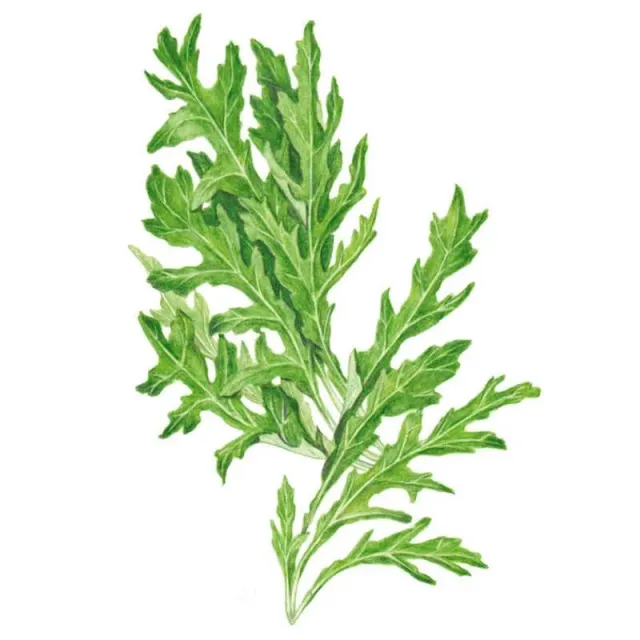 Epic Gardening Rocky Wild Arugula Seeds Organic