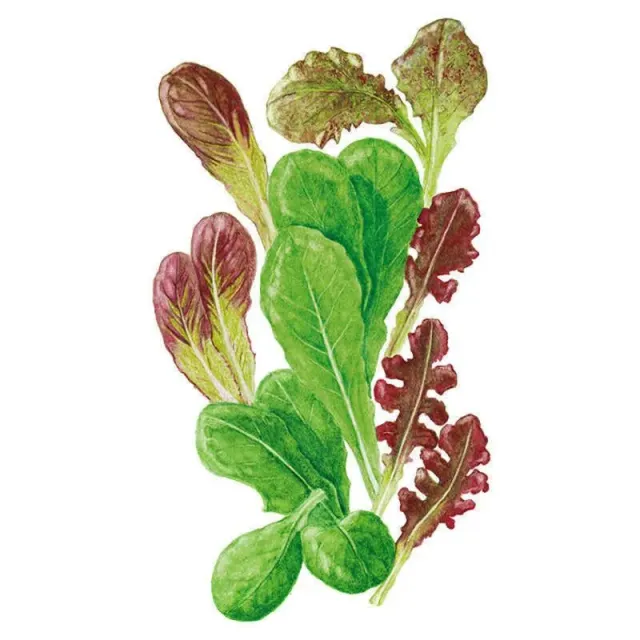 Epic Gardening Market Day Lettuce Mesclun Seeds Organic Mix