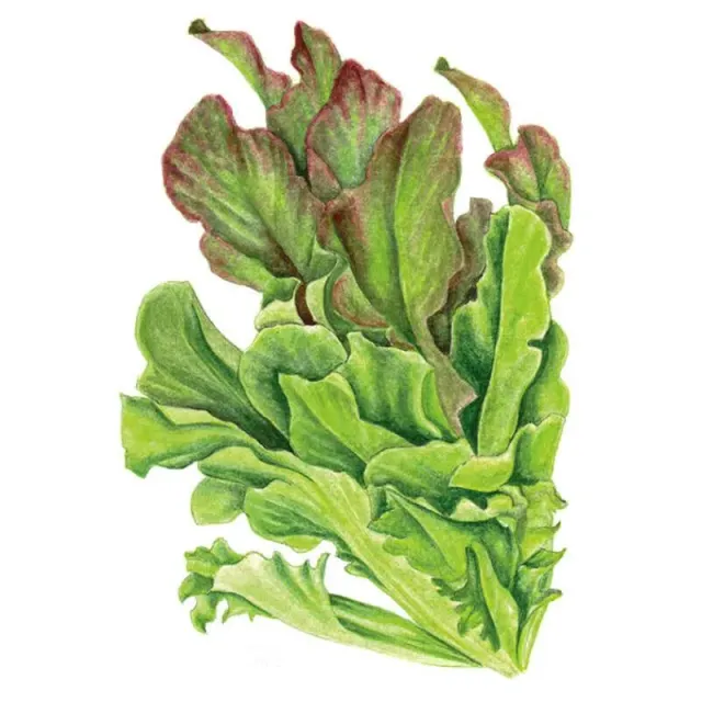 Epic Gardening Salad Bowl Blend Leaf Lettuce Seeds Organic
