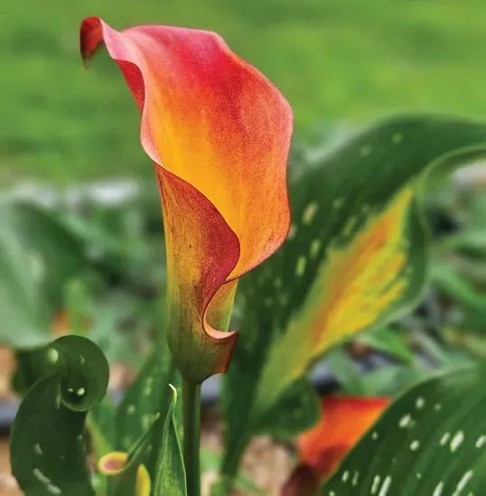 Brent & Becky's Bulbs Zantedeschia Morning Sun Calla Lily Bulb