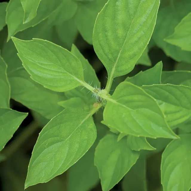 Burpee Lime Basil Herb Seeds 600 Seeds Citrus