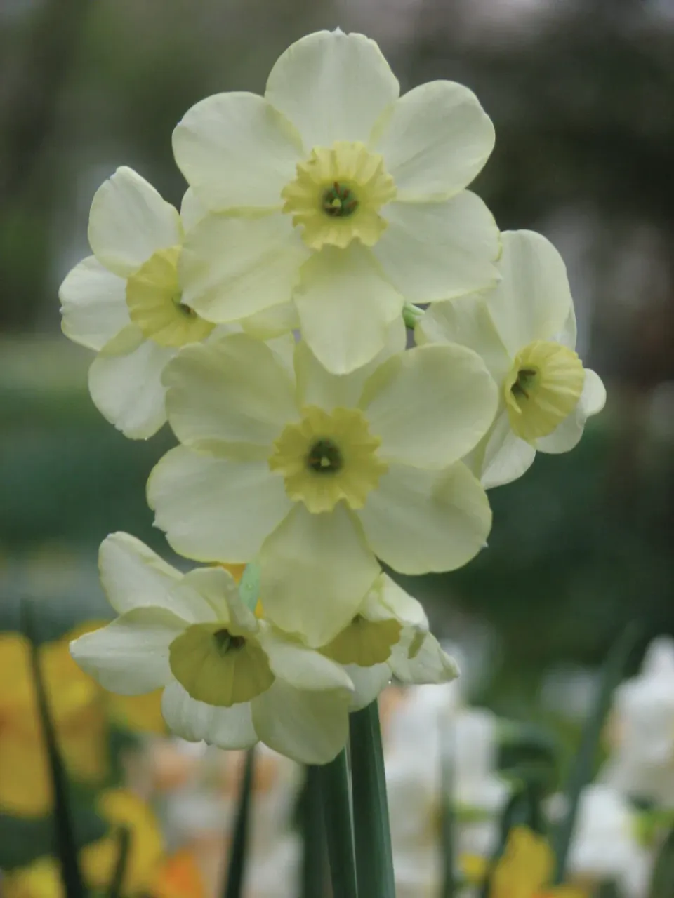 Brent & Becky's Bulbs Bahama Beach daffodil bulb