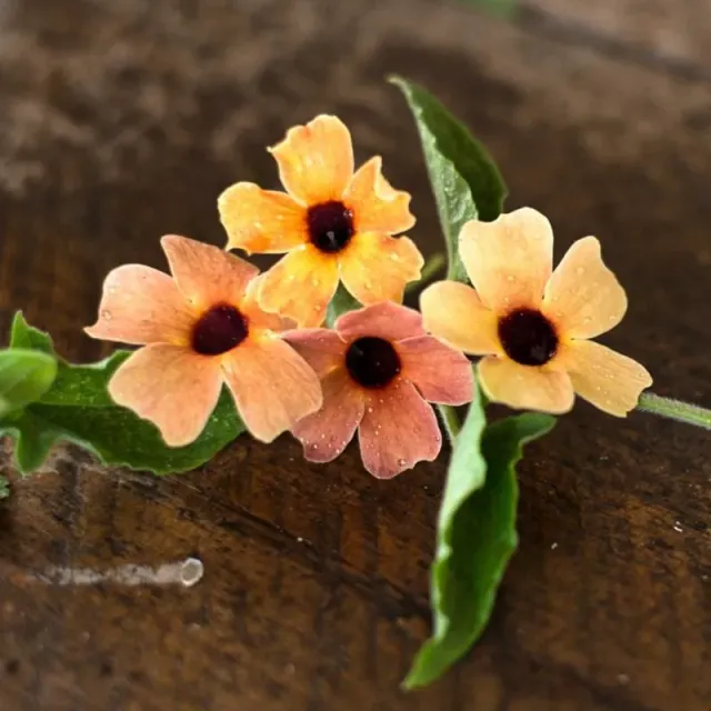 Pinetree Garden Seeds Blushing Susie Thunbergia Seeds 15 Seeds