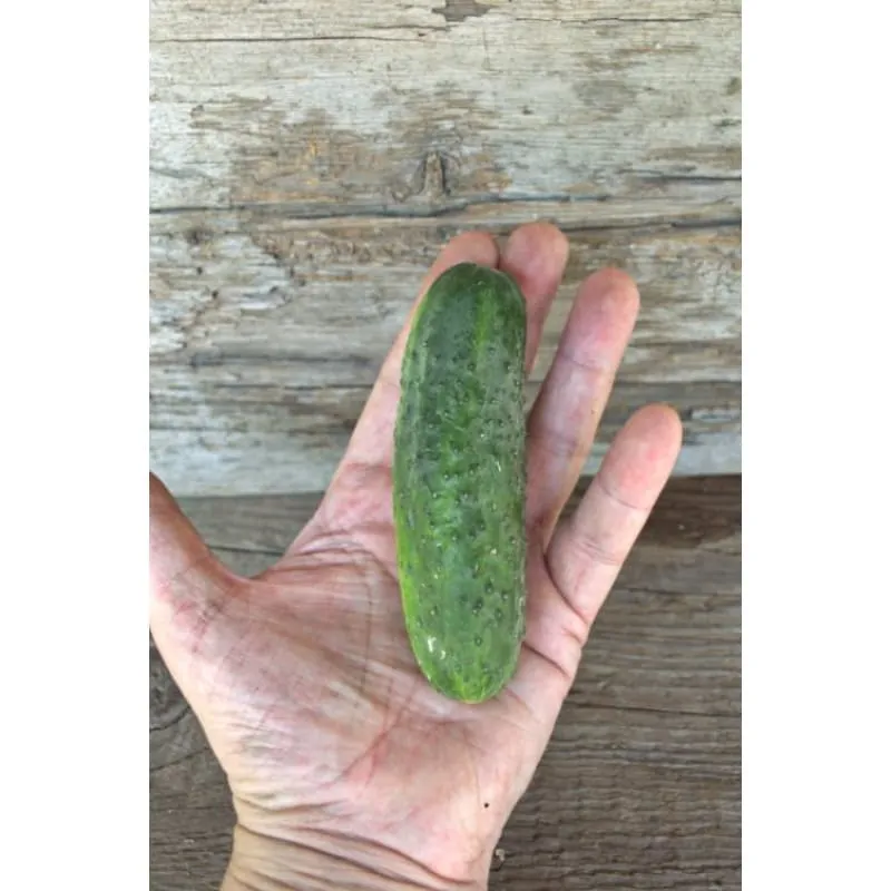 Pinetree Garden Seeds H-19 Little Leaf Cucumber Seeds 20 Seeds Organic