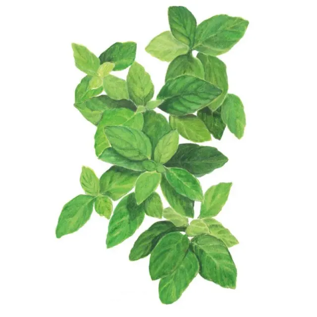 Epic Gardening Lemon Basil Seeds Organic Compact