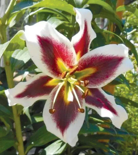 Brent & Becky's Bulbs Beverly Dreams Lily Bulbs 16/18 cm