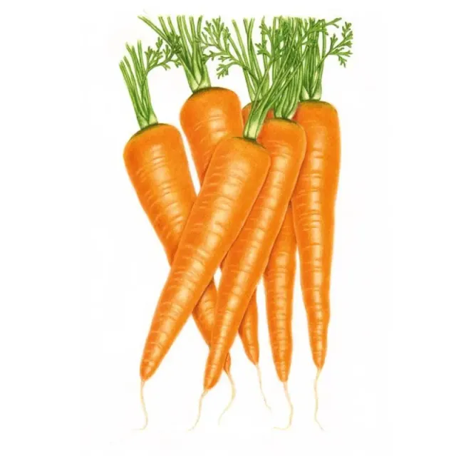 Epic Gardening Danvers 126 Carrot Seeds