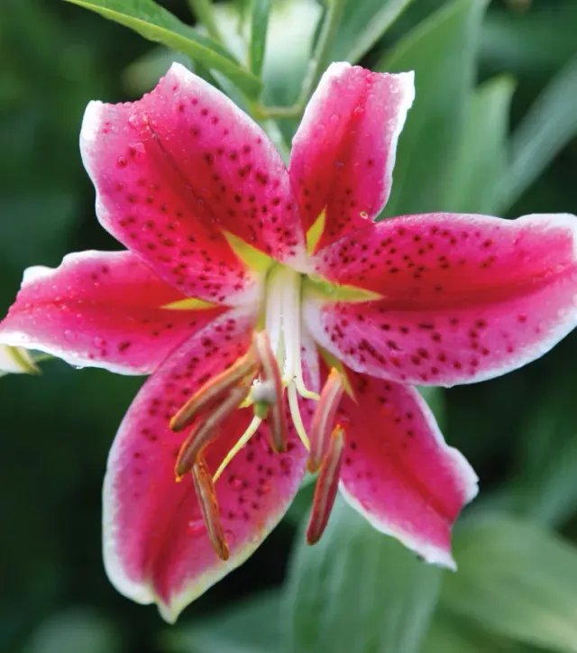 Brent & Becky's Bulbs Star Gazer Lily Bulbs Summer Bloom