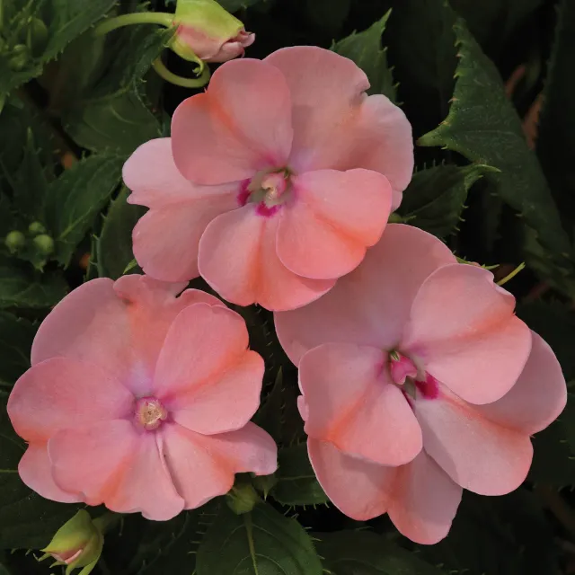 Burpee SunPatiens Impatiens Plants compact