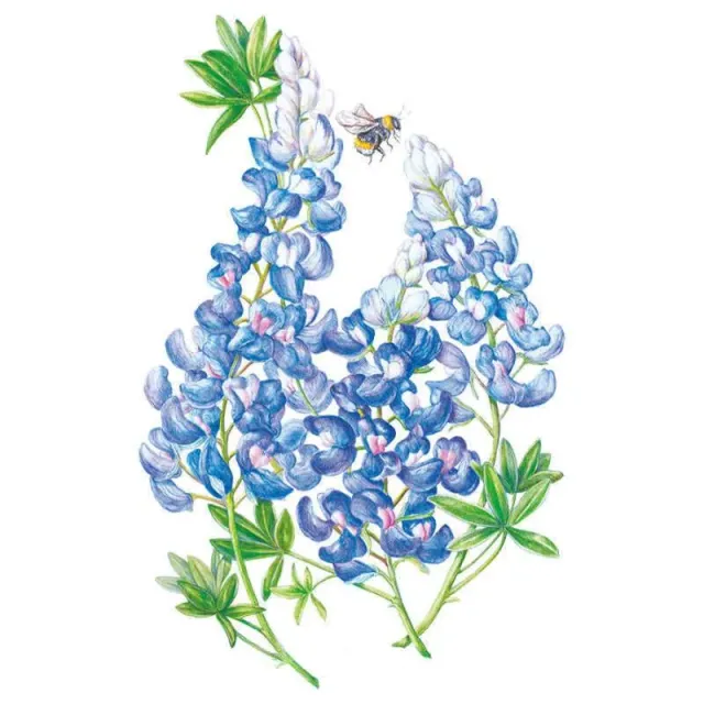 Epic Gardening Bluebonnet Flower Seeds Native Wildflower