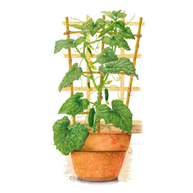 Epic Gardening Quick Snack Cucumber Seeds Parthenocarpic