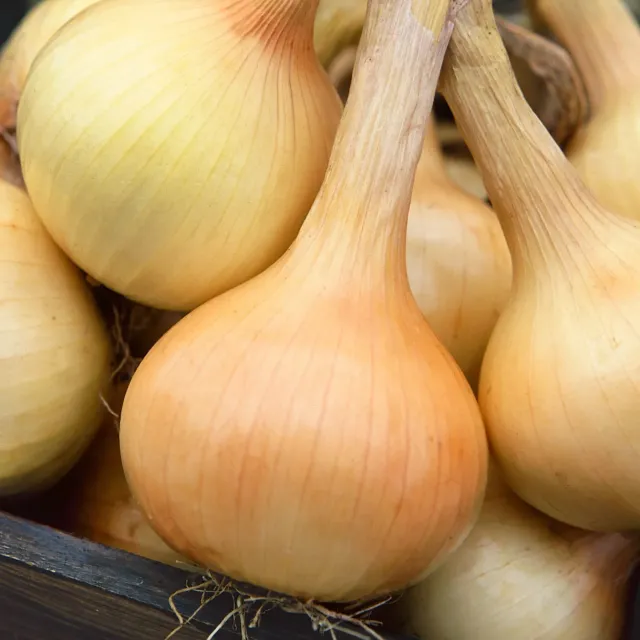 Burpee Walla Walla Sweet Onion Plants 125 Plants