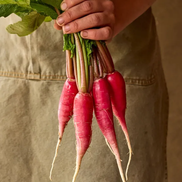 Burpee Salad Rose Radish Seeds 300 Seeds 8-Inch Pink