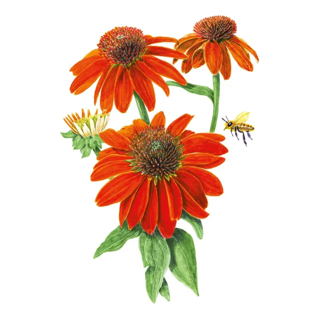Epic Gardening Artisan Echinacea Seeds First-Year Bloom